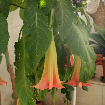 Appartement With Parking Space - Peljesac - 4532 Orebić