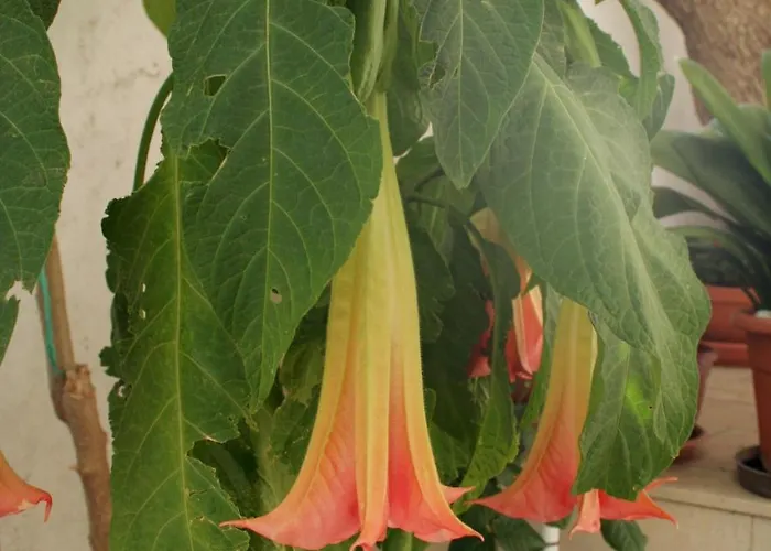 Appartamento With Parking Space - Peljesac - 4532 Orebić